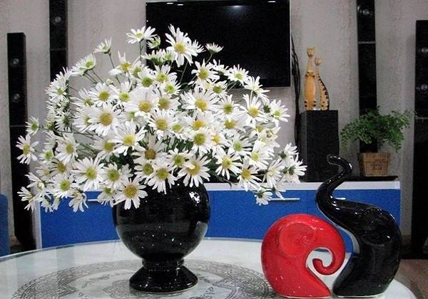 Ý nghĩa hoa cúc tana và cách cắm hoa đẹp nhất - 3