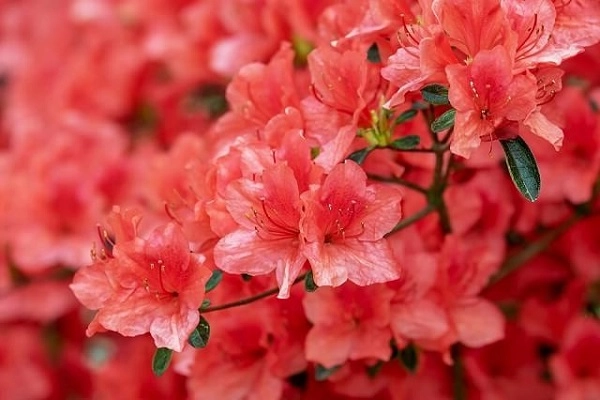 Ý nghĩa hoa đỗ quyên và cách trồng chăm sóc giúp hoa nở đẹp nhất - 1