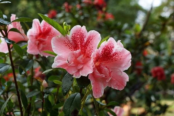 Ý nghĩa hoa đỗ quyên và cách trồng chăm sóc giúp hoa nở đẹp nhất - 2