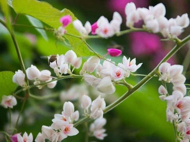 Ý nghĩa hoa phi yến - cách trồng và chăm sóc loài hoa đẹp đẽ của tháng 7 - 4