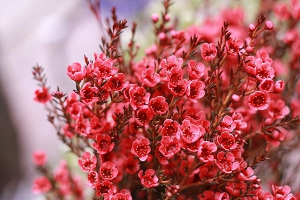 Ý nghĩa hoa thanh liễu đặc điểm cách trồng và cắm hoa sao cho bền lâu - 5