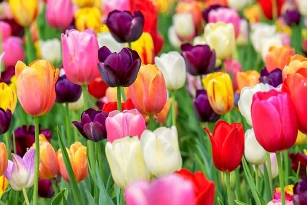 Ý nghĩa hoa tulip vàng đỏ trắng hồng tím trong tình yêu và đời sống - 1
