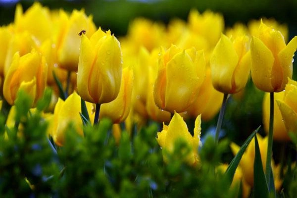 Ý nghĩa hoa tulip vàng đỏ trắng hồng tím trong tình yêu và đời sống - 2