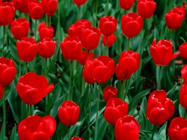 Ý nghĩa hoa tulip vàng đỏ trắng hồng tím trong tình yêu và đời sống - 3