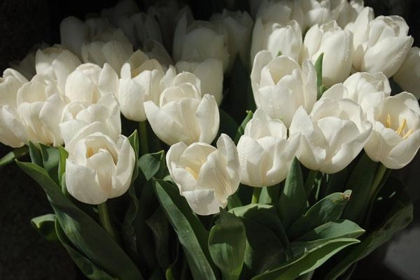 Ý nghĩa hoa tulip vàng đỏ trắng hồng tím trong tình yêu và đời sống - 4