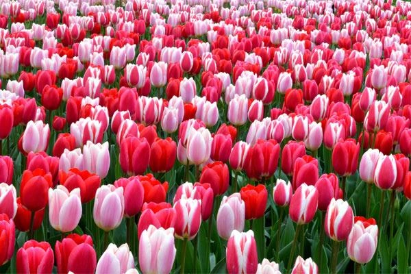 Ý nghĩa hoa tulip vàng đỏ trắng hồng tím trong tình yêu và đời sống - 5
