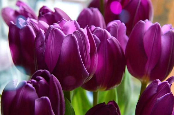 Ý nghĩa hoa tulip vàng đỏ trắng hồng tím trong tình yêu và đời sống - 6