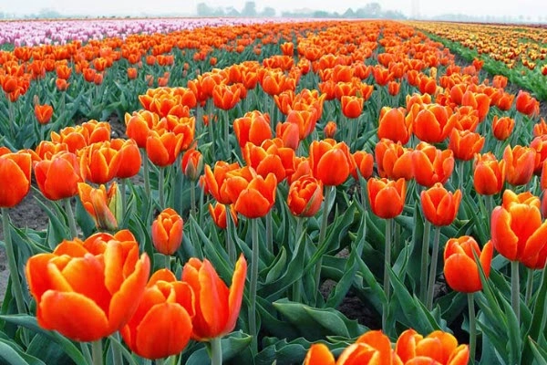 Ý nghĩa hoa tulip vàng đỏ trắng hồng tím trong tình yêu và đời sống - 8