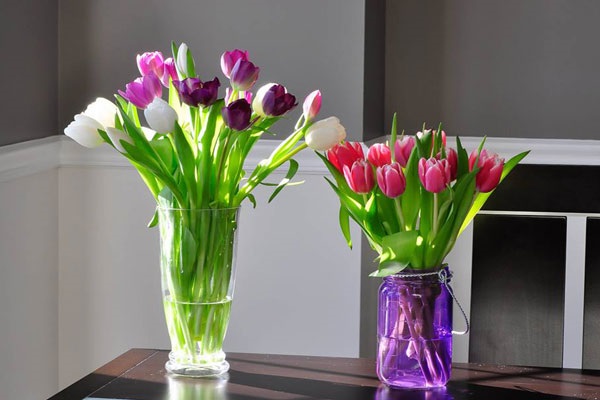 Ý nghĩa hoa tulip vàng đỏ trắng hồng tím trong tình yêu và đời sống - 9