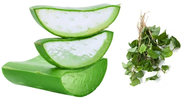 7 cách trị mụn bằng rau diếp cá hiệu quả giúp da thêm sáng mịn hồng hào - 4