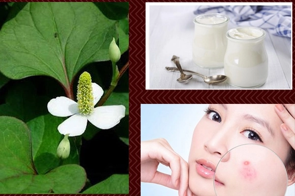 7 cách trị mụn bằng rau diếp cá hiệu quả giúp da thêm sáng mịn hồng hào - 5