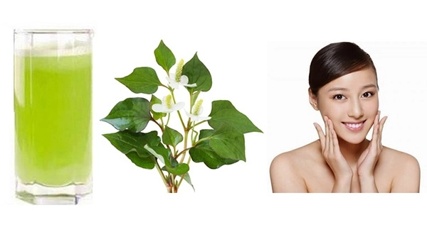 7 cách trị mụn bằng rau diếp cá hiệu quả giúp da thêm sáng mịn hồng hào - 6