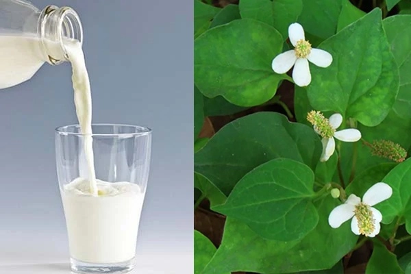 7 cách trị mụn bằng rau diếp cá hiệu quả giúp da thêm sáng mịn hồng hào - 7