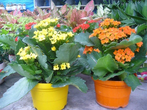 2 loại hoa trồng ở phòng khách nở hơn 200 ngày trong năm không cần chăm tưới nước - 2