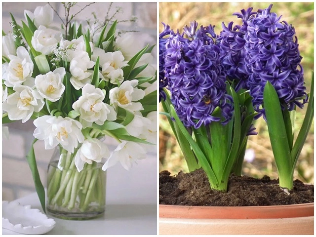 3 loại hoa có thể nở không cần ánh sáng càng tối hoa càng xum xuê - 7
