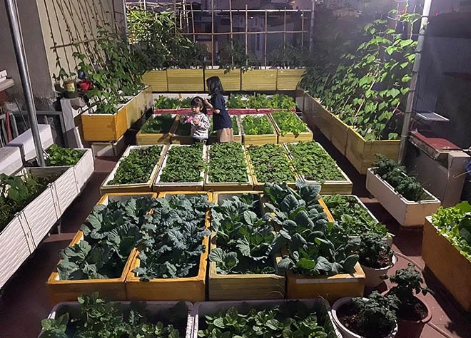 Dỡ nóc nhà làm vườn mẹ hải phòng được 50m2 rau xanh cả gia đình ăn không xuể - 1