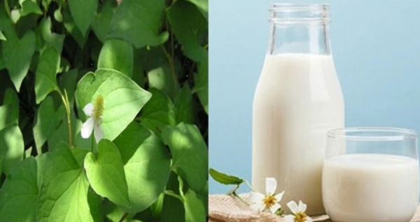 9 cách trị mụn bằng rau diếp cá tại nhà an toàn không tốn kém - 4