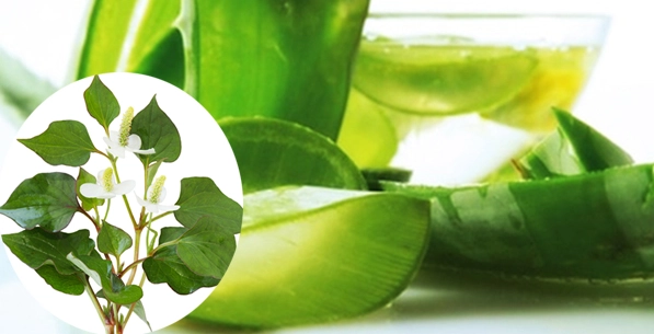 9 cách trị mụn bằng rau diếp cá tại nhà an toàn không tốn kém - 5