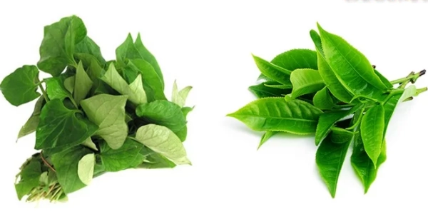 9 cách trị mụn bằng rau diếp cá tại nhà an toàn không tốn kém - 6