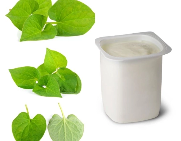 9 cách trị mụn bằng rau diếp cá tại nhà an toàn không tốn kém - 7