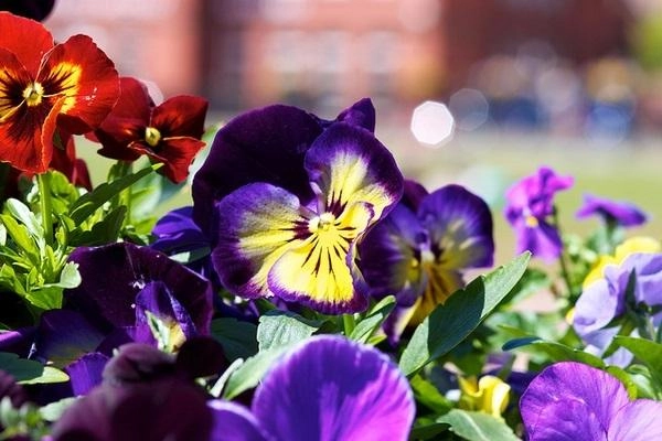 Hoa păng xê có ý nghĩa gì và cách trồng ra hoa đẹp - 1