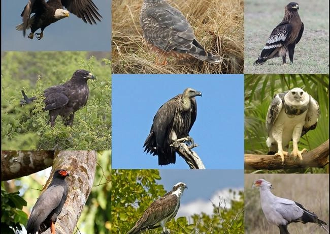 Chim ưng - thông tin đặc điểm và môi trường sống - 1