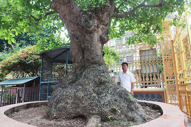 Mãn nhãn cây lộc vừng tích tụ phát lộc thu hút nhiều người yêu cây - 2