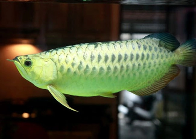 Cá rồng - đặc điểm phân loại và cách nuôi cá khỏe mạnh - 5