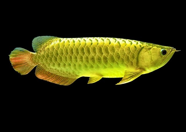 Cá rồng - đặc điểm phân loại và cách nuôi cá khỏe mạnh - 6