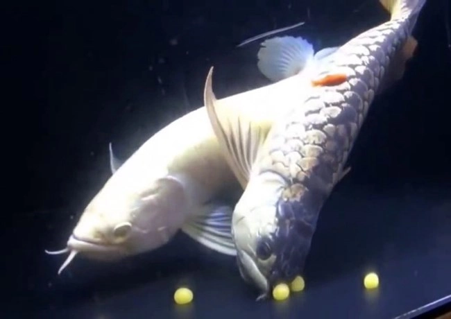 Cá rồng - đặc điểm phân loại và cách nuôi cá khỏe mạnh - 10