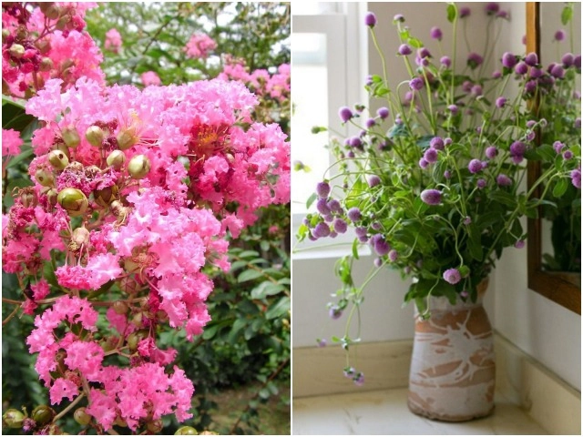 3 loại hoa đẹp lớn vùn vụt nhưng càng lùn mới càng xinh hoa nở chơi nửa tháng - 6