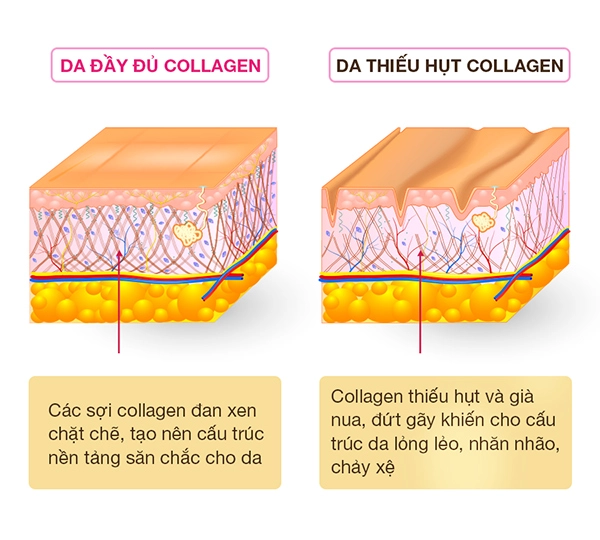 Pure collagen 4 tác động vượt trội xuất xứ từ ý đáp ứng nhu cầu phụ nữ việt - 3