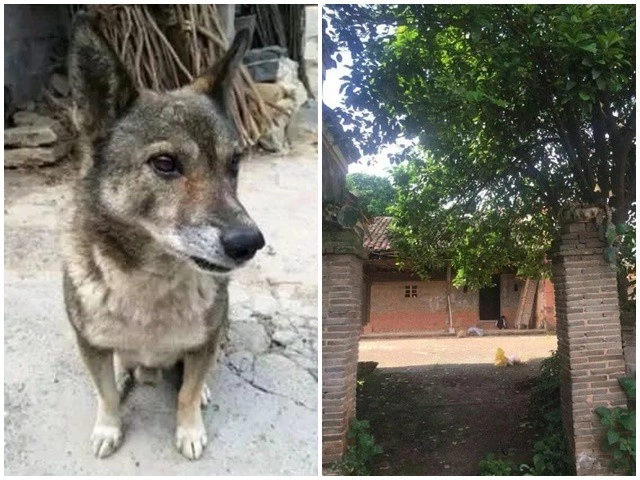 Chú chó bỗng dưng mất tích 3 ngày sau được thả về kèm tiếng khóc của tên trộm - 7