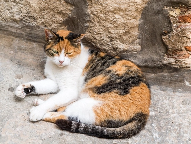 Mèo tam thể - nguồn gốc đặc điểm và cách nuôi - 1
