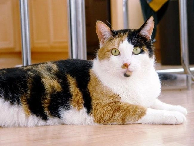 Mèo tam thể - nguồn gốc đặc điểm và cách nuôi - 3