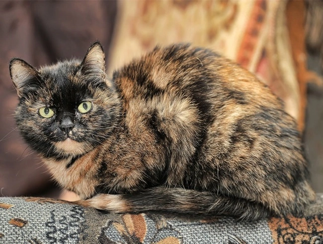 Mèo tam thể - nguồn gốc đặc điểm và cách nuôi - 5