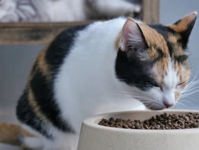 Mèo tam thể - nguồn gốc đặc điểm và cách nuôi - 10