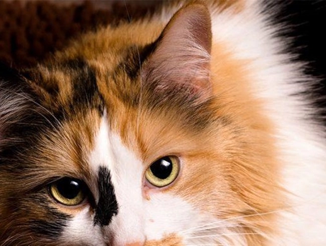 Mèo tam thể - nguồn gốc đặc điểm và cách nuôi - 11