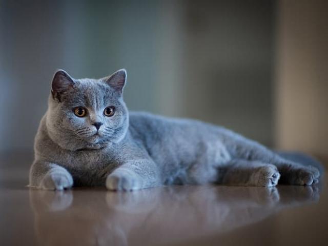 Mèo tam thể - nguồn gốc đặc điểm và cách nuôi - 15