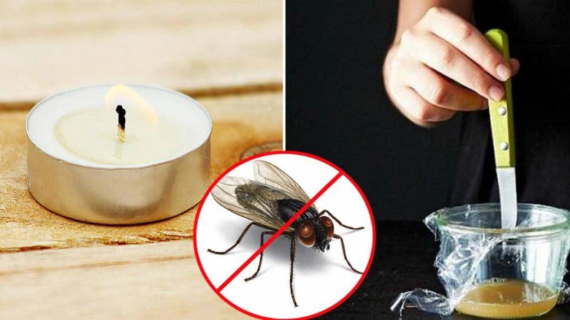 7 chiêu độc khiến ruồi muỗi dạt nhà đi xa không dám quay lại - 1