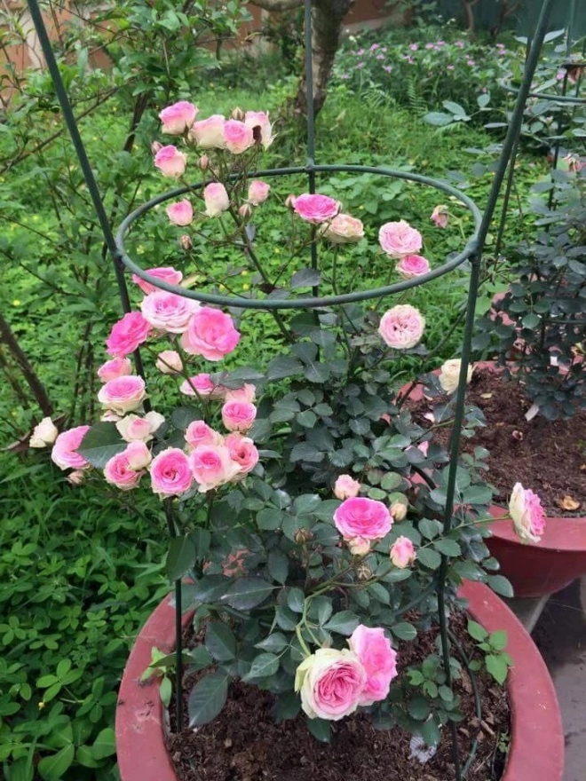 Chậu hoa hồng ngoại lâu bung nở chỉ cần 4 thao tác nhỏ bạn có thể thu hoạch cả vườn - 3