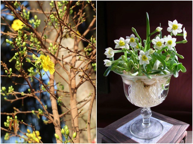 Trồng cây cảnh cẩm tú cầu làm 4 việc này trong tháng 3 để mùa hè hoa nở rực rỡ - 6