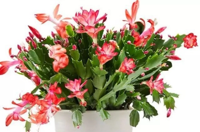 Có 3 loại hoa ở nhà bạn nhớ xịt nước thường xuyên càng xịt nhiều lá càng tươi - 1