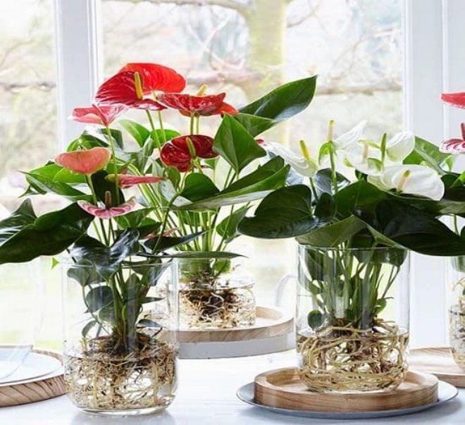 Có 3 loại hoa ở nhà bạn nhớ xịt nước thường xuyên càng xịt nhiều lá càng tươi - 4