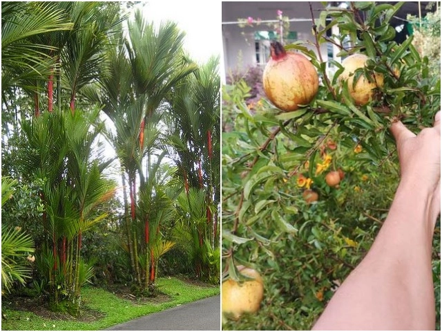 Người giàu không trồng hoa mà chỉ trồng ba loại cây này chẳng trách càng ngày càng giàu - 5