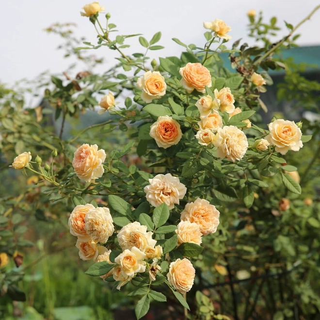 2 loại hoa hồng này là vua hoa khi nở biến tường thành biển hương thơm nức - 1