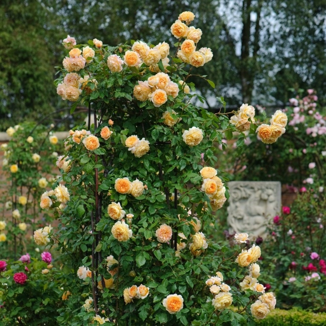 2 loại hoa hồng này là vua hoa khi nở biến tường thành biển hương thơm nức - 2