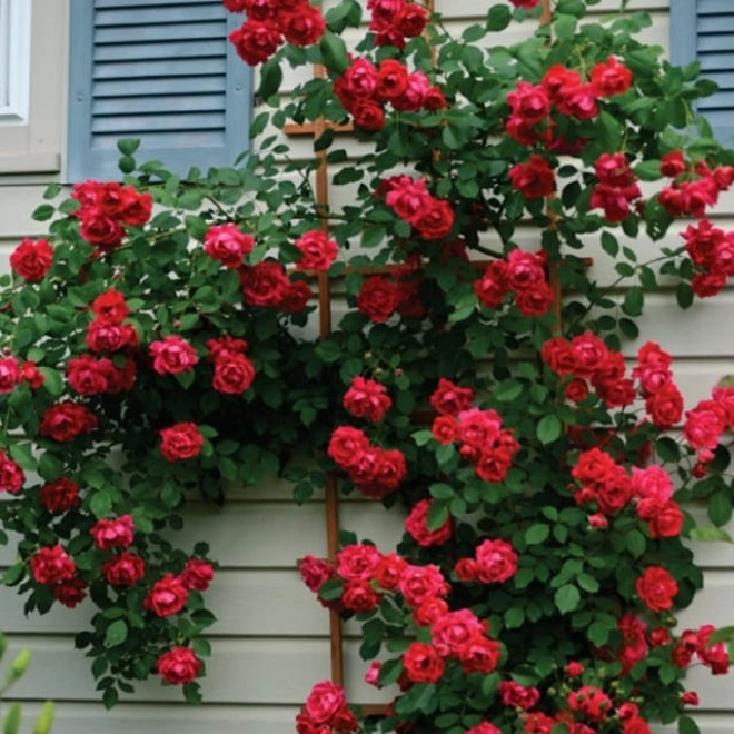 2 loại hoa hồng này là vua hoa khi nở biến tường thành biển hương thơm nức - 3