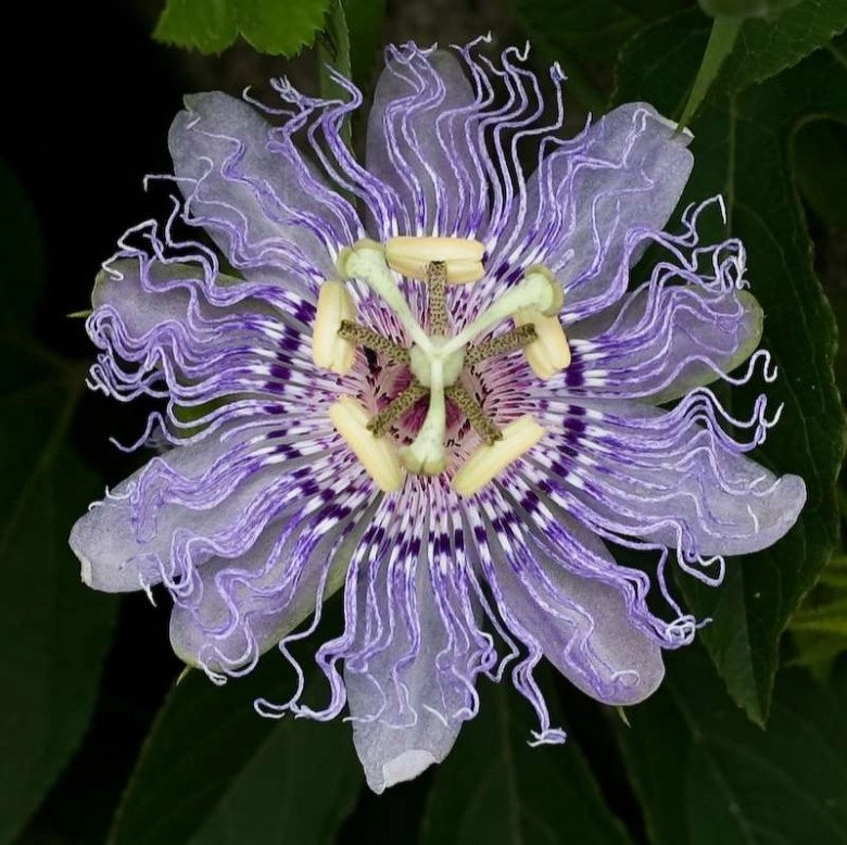 7 loại hoa hiếm độc lạ trên thế giới nhìn là mê có tiền chưa chắc mua được - 6