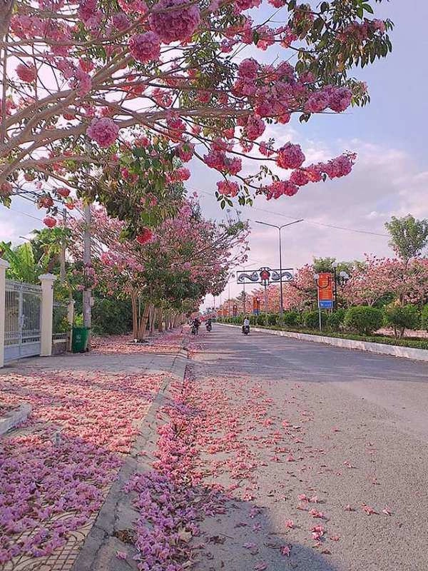 Cây kèn hồng có ý nghĩa và cách trồng cây chuông hồng ra hoa đẹp - 7